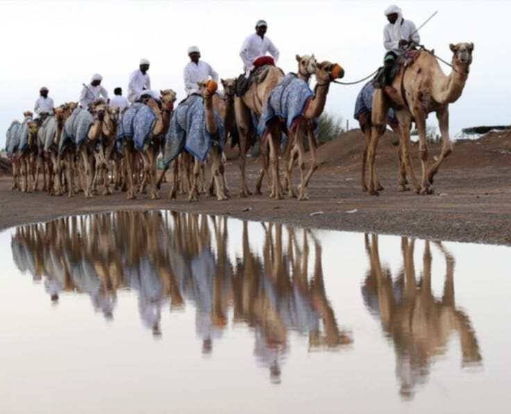 Afar people riding Camels in Danakil region Ethiopia
