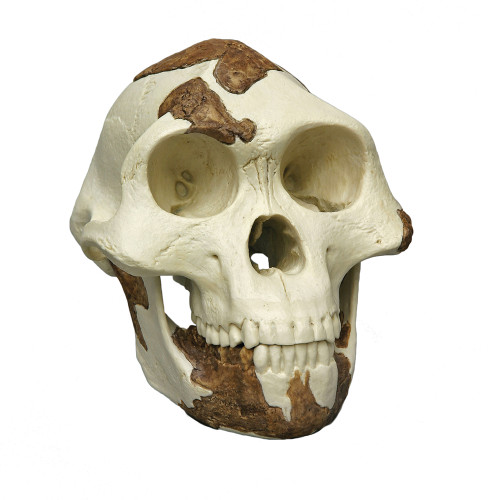 Australopithecus afarensis, 'Lucy' skull ethiopia museum