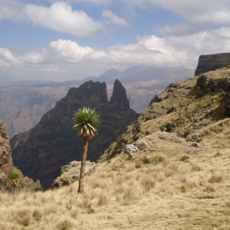 Giant hazel tree Innayte Simien mountains ethiopia