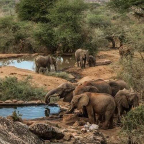 Wild elephants in Babile Elephant sanctuary in ethiopia