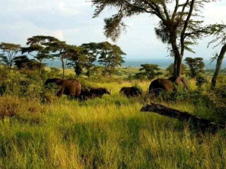 wild elephants in gambella National Park in Ethiopia