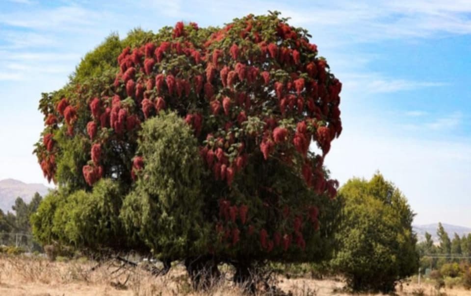 giant hazel tree in the simien mountains ethiopia