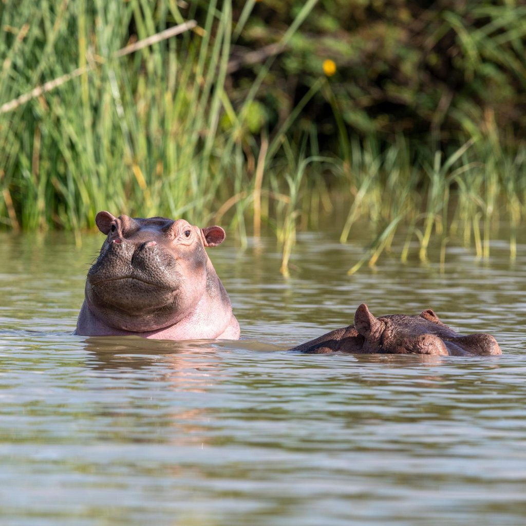 Hippopotamus in the waters of Lake Chamo southern Ethiopia