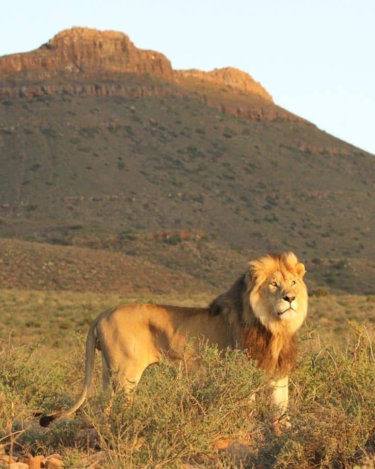 wild lion in Kafta-Sheraro National Park in Ethiopia