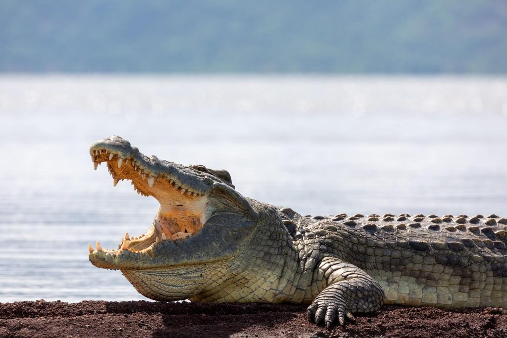 Nile crocodile resting beside Lake Chamo in Arba Minch Ethiopia