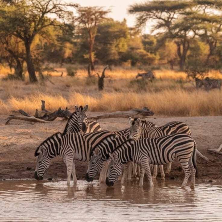 Wild Zebras In Omo National Park Ethiopia