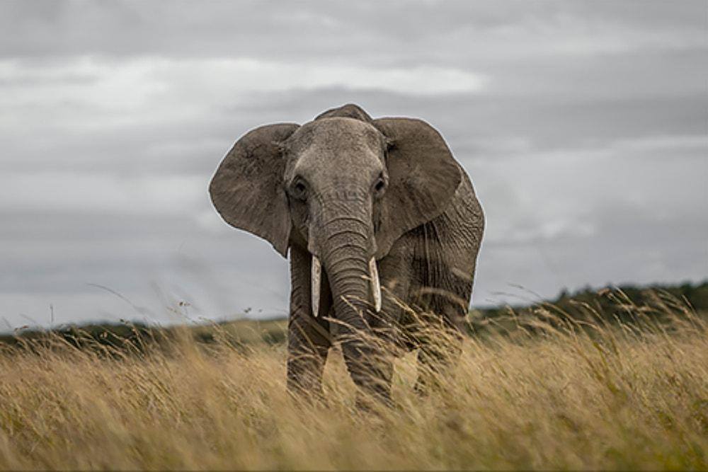 Photography of wild elephants in Ethiopia