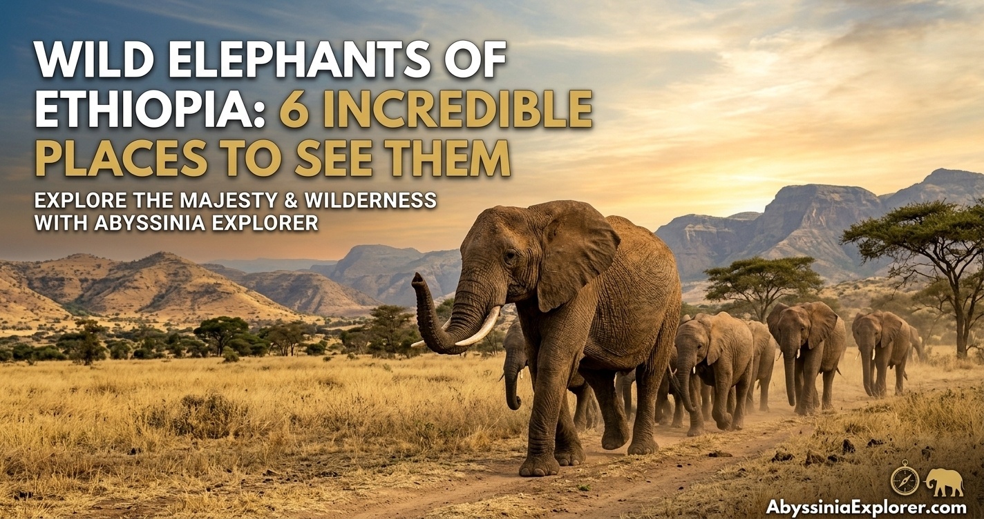 Wild Elephants in Ethiopia where to find them