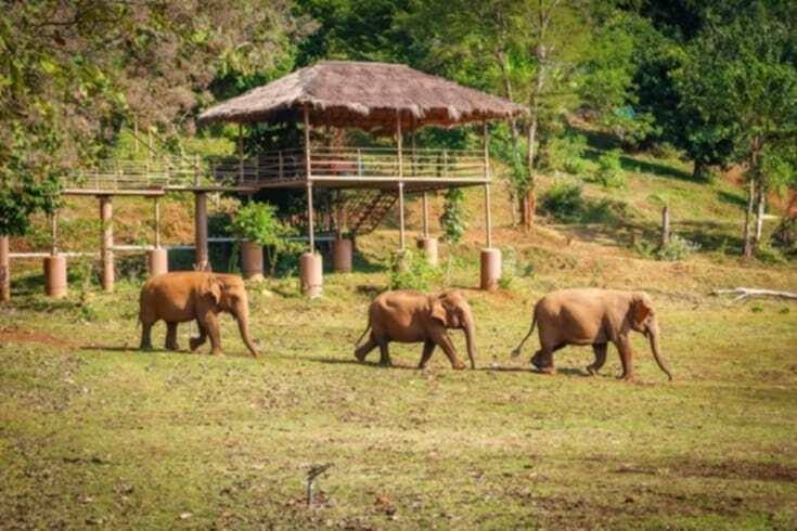 wild elephants in cheberu churchuru national park in ethiopia